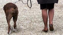 Il mio cane sporca al cimitero e mi minacciano di morte