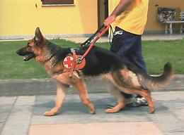 Prestate attenzione ai cani guida per ciechi