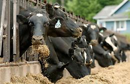 Picchia una mucca con un tubo e la uccide, denunciato mungitore indiano