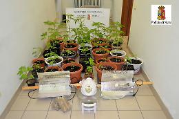 Insospettabile coltiva marijuana in casa, denunciato