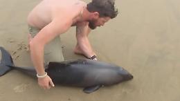 Namibia, trova cucciolo di delfino sulla riva: istruttore di kayak lo mette in salvo