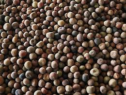 Roveja, un legume prelibato conosciuto già nel Neolitico