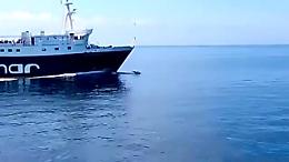La nave e il delfino, spettacolo nel golfo di Napoli