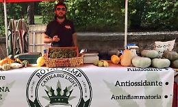 Monticelli, coltivazione legale di cannabis e mercato in ascesa