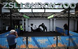 Banksy al London Zoo, un altro messaggio potente