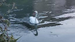 Bel cigno bianco prende casa nel canale Ciria