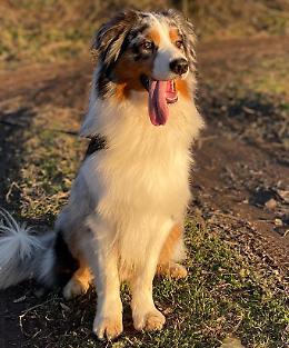 «Il mio cane lasciato morire di sete»