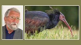 Tornano ibis e cicogne, il Po pi&ugrave; ricco e ospitale