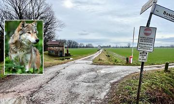 Allarme lupi: resti di capriolo nel parco del Morbasco