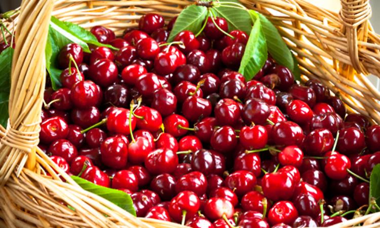 Festa delle ciliegie dal 7 al 14 Giugno