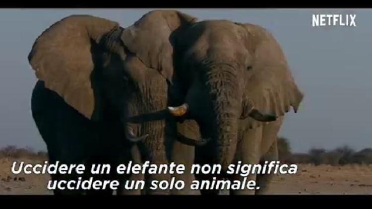 ''Caccia all'avorio'', il docu-film contro il bracconaggio
