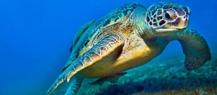 Wwf: a rischio metà specie Mediterraneo 