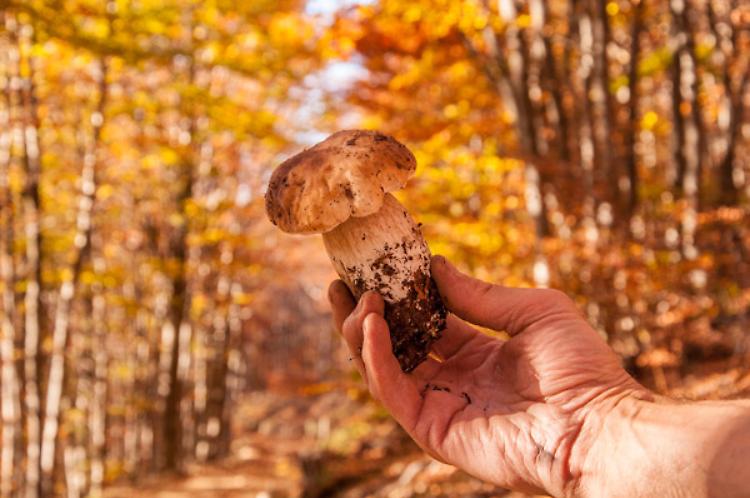 Alla corte del Fungo Porcino, il re dell’Appennino