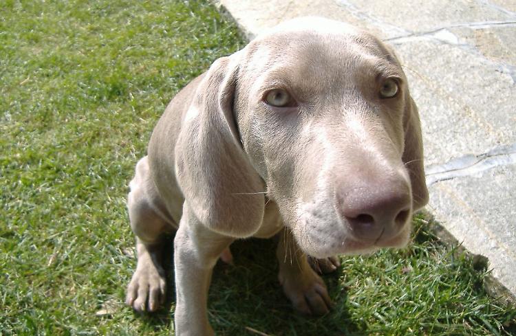 Cane entra al palazzetto durante la gara, sindaco lo fa uscire la padrona va dalle forze dell'ordine