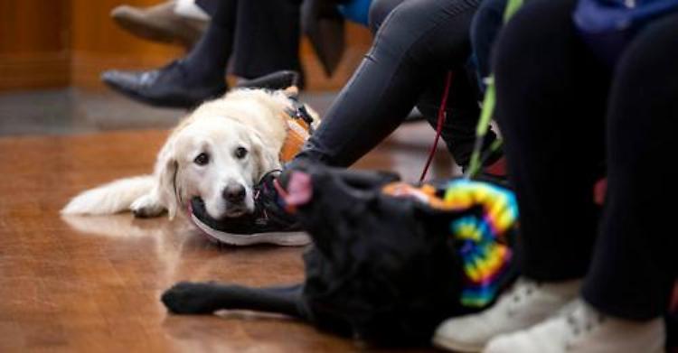 "Nel divorzio ora ne fa le spese fido", legale chiede una legge