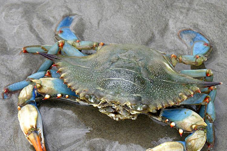 Granchio blu: sequestrati 900 chili con etichetta errata