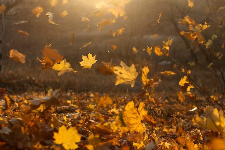 Festa d'autunno: luna park, mostre ed esposizioni