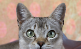 Petsfestival, il più grande evento italiano dedicato agli animali