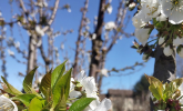 Con la Primavera torna la tradizionale Festa dei Ciliegi in Fiore