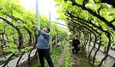 Cina, nuove misure per modernizzare la produzione agricola