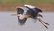 Parco del Serio habitat ideale per gli uccelli