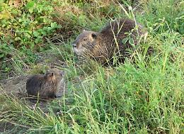 Nutrie, Piloni (Pd): Regione Lombardia renda noti i dati aggiornati e stanzi più risorse