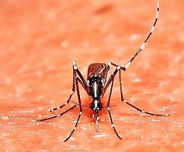 Torna da Santo Domingo con la febbre Chikungunya