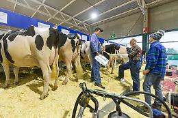I preparativi per la Fiera del bovino