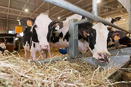 Fiera del Bovino 2013, il gotha della zootecnia a Cremona