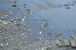 Sversamento abusivo, quintali di pesci morti: responsabile individuato e multato
