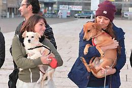 I cani e i gatti 'superamici'