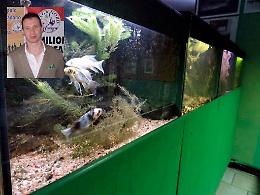 Acquario del Po, Agazzi: "Intempestivo il rinnovo della convenzione in scadenza di mandato"