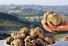 Un tartufo di oltre 1 chilo scovato dal cane Pepe in Altotevere