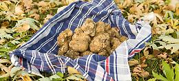Tuberfood - Fiera del Tartufo a Mantova 