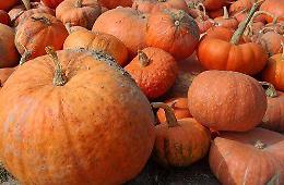 Festa della zucca 2015, bimbi designer di torte