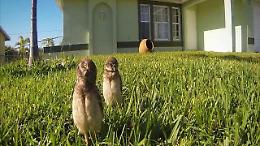 Due gufi e una videocamera: la danza è in giardino