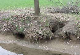 Nutrie, Piloni (Pd): "12mila euro per la provincia di Cremona sono una cifra ridicola"