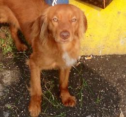 Cane adottato dagli studenti ritrova la sua padrona