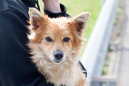 Cagnolino investito sulla via Mantova,  un suo simile gli resta accanto e lo accudisce