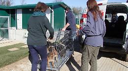 'Cani al sole e in gabbie non adeguate'