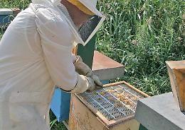 Api, vigili del fuoco ancora mobilitati