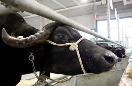 Fiera Internazionale del Bovino da Latte dal 28 al 31 ottobre