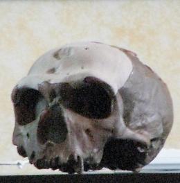 E' ufficiale, Paus &egrave; un Neanderthal