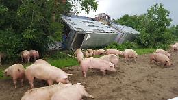 Camion di maiali fuori strada: autista illeso, morti alcuni suini
