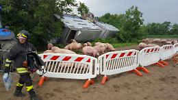 Le immagini del camion di maiali ribaltato a Piadena