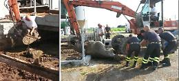 Mucche cadono nel liquame, una salvata in extremis