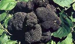 Fiera nazionale del tartufo nero di Fragno 