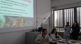 Api cremasche al piombo: 'metalli pesanti nell'aria'