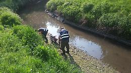 Pesci salvati dalla secca della roggia Melesa