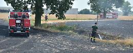 Fiamme in un campo di stoppie, pompieri in azione ad Agoiolo